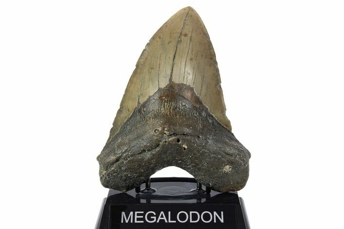 Huge, Fossil Megalodon Tooth - North Carolina #346336